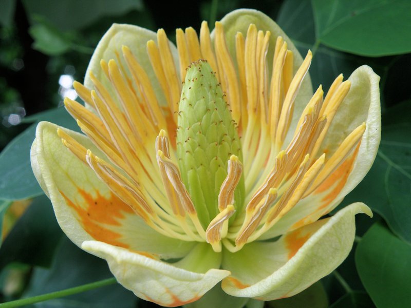 Kwiat tulipanowca