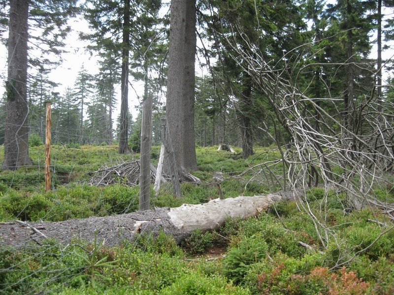 W drodze na Postawną 1117 m