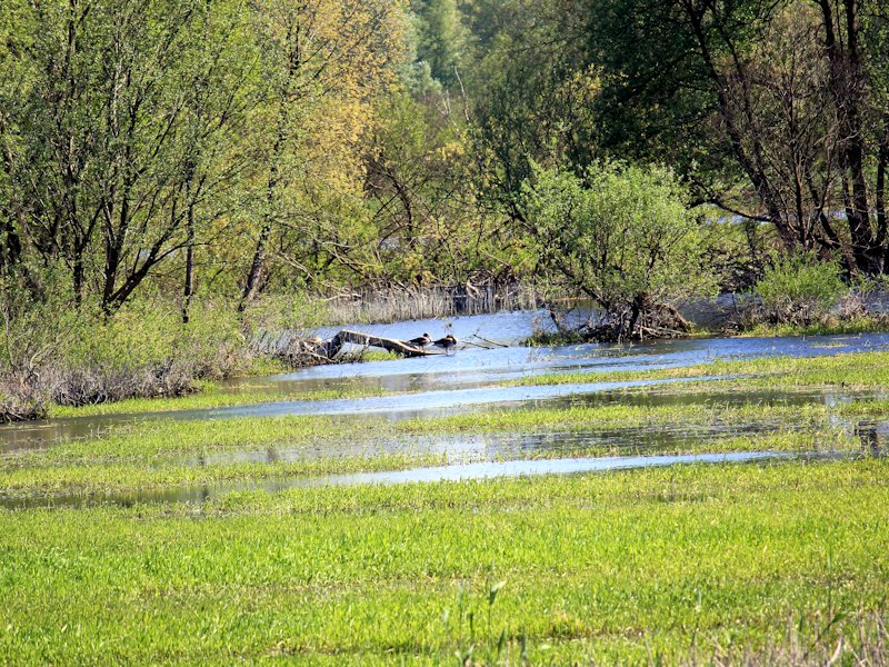 Na terenie Parku zaobserwowano 270 gatunków ptaków