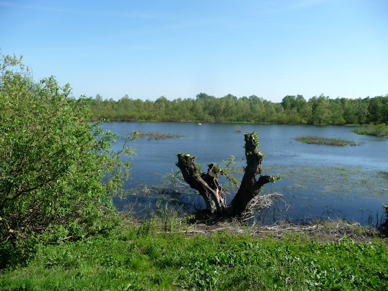 Nadwarciańskie rozlewiska objęte są także ochroną w ramach Konwencji Ramsar