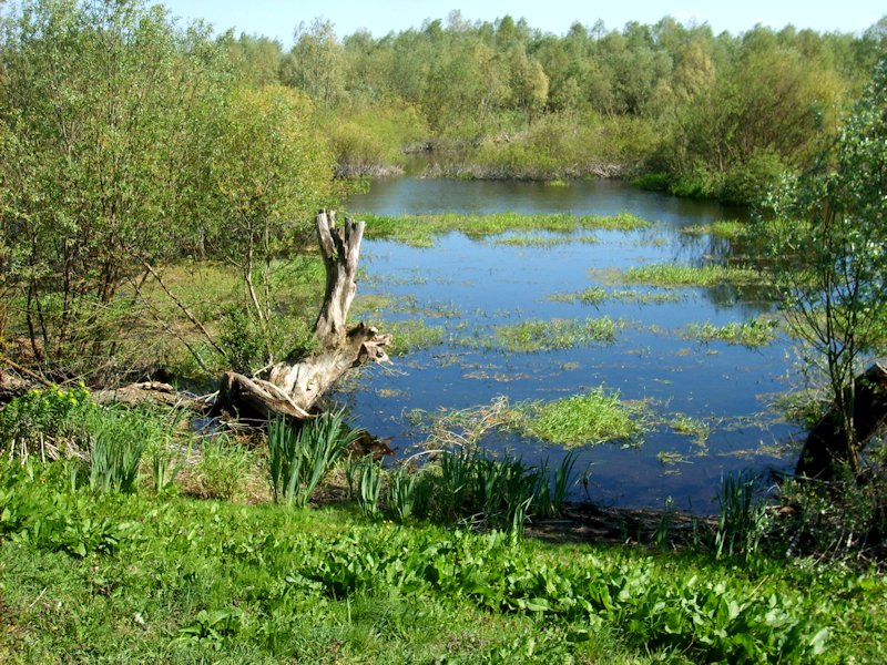 Do pierwotnego charakteru roślinności nawiązują zarośla wierzbowe