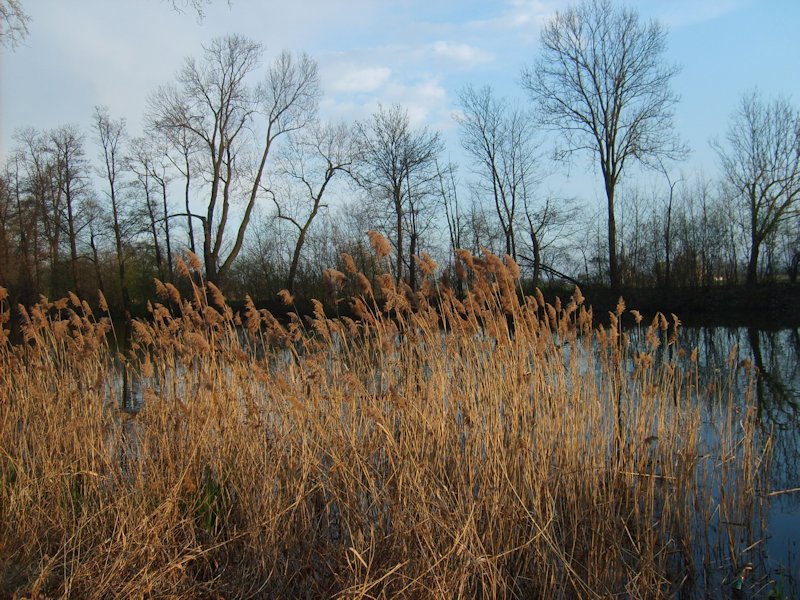 starorzecze Wisły