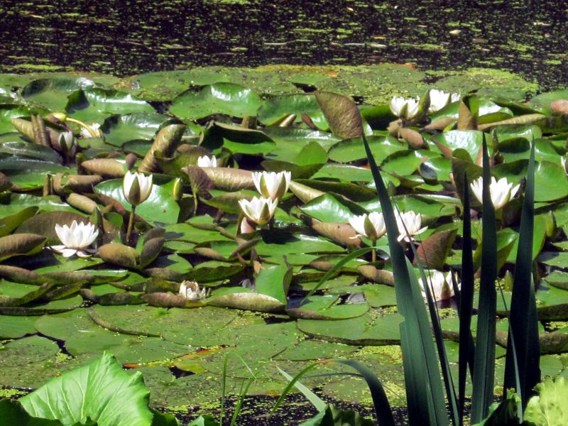 Piękny park przy pałacu