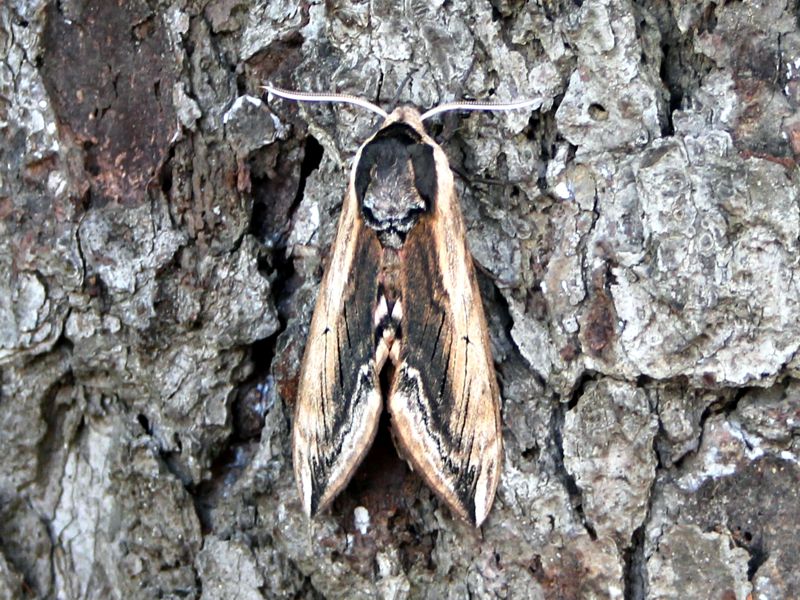 Zawisak tawulec - sphinx ligustri?