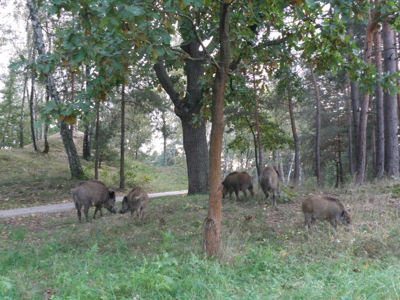 Wieczorny spacer po Izabelinie trochę nas zaskoczył..