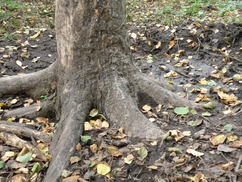 Pobliskie drzewa z trudem utrzymują się na bagnistym terenie