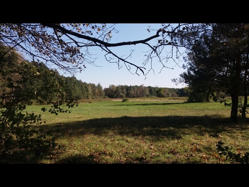 Fragmenty lasów i łąk mają charakter zbliżony do naturalnego