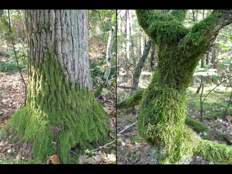 Drzewa obrośnięte wszędobylskim mchem wyglądają tajemniczo